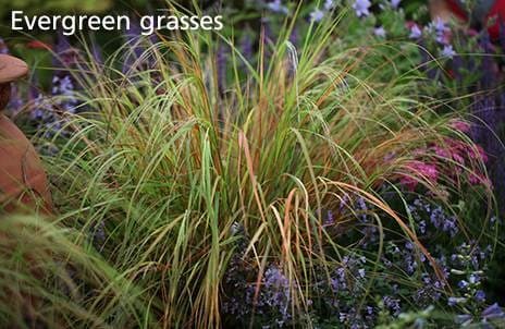 Evergreen grasses