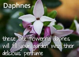 Daphnes