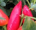 The art of growing chillies
