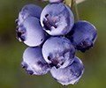 'Easy-peasy' blueberries