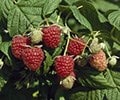'Easy-peasy' raspberries