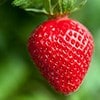'Easy-peasy' strawberries
