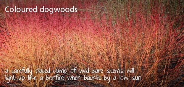 Coloured dogwoods