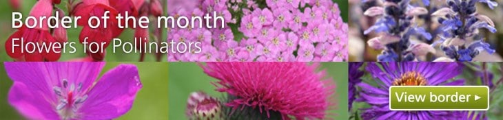 Flowers for Pollinators
