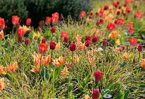bulbs for ground cover
