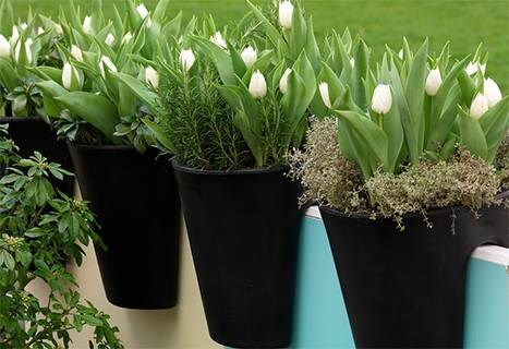 bulbs for pots and containers