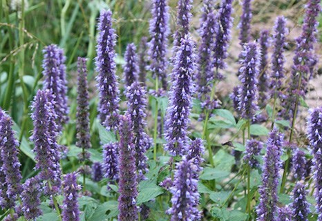 Agastache 'Blue Fortune'