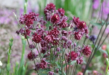 Aquilegia vulgaris var. stellata 'Ruby Port'