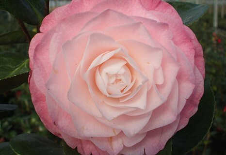 Camellia japonica ‘Desire’