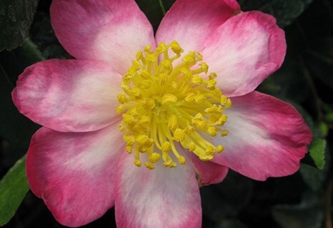 Camellia sasanqua 'Rainbow'