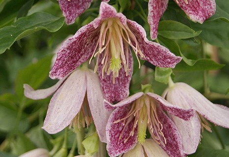 Clematis ‘Advent Bells’