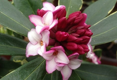Daphne odora 'Aureomarginata'