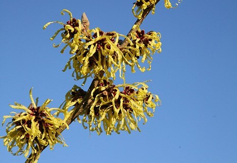 Chimonanthus praecox