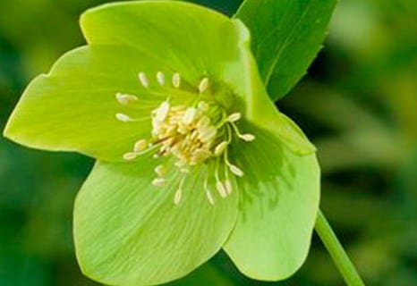 Helleborus × hybridus Harvington lime