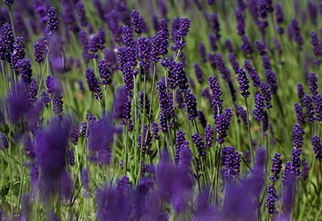 Lavandula angustifolia 'Hidcote'