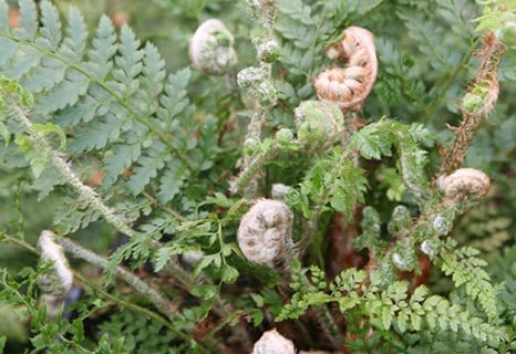 Polystichum setiferum (Divisilobum Group) 'Herrenhausen' 