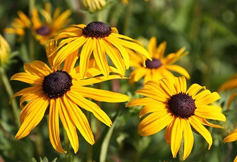 Rudbeckia fulgida var. sullivantii 'Goldsturm'