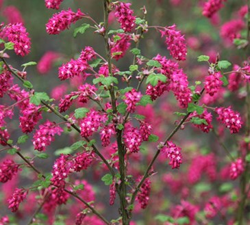 In flower this month