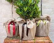 Plants for gifts