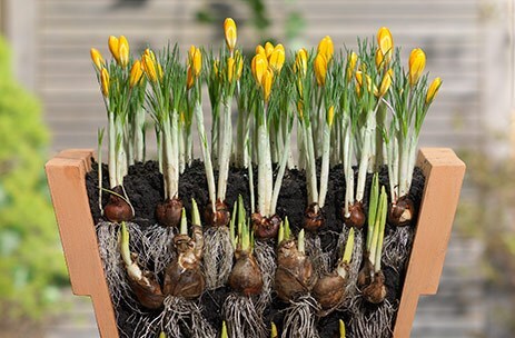 Bulbs for pots - creams & yellows