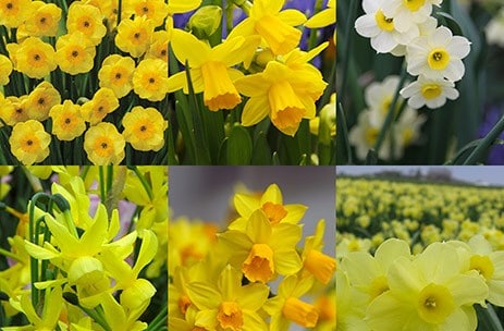 The award-winning compact daffodil