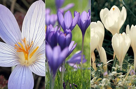 Autumn-flowering crocus collection