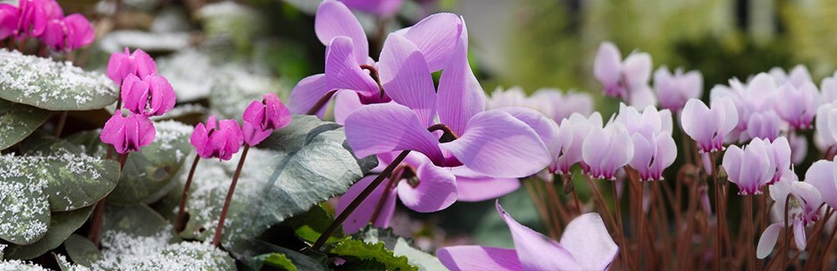 The award-winning hardy cyclamen collection