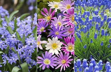 Flower carpet bulb collection