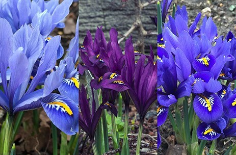 Iris reticulata collection