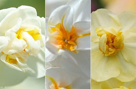 Fragrant multi-headed narcissus collection