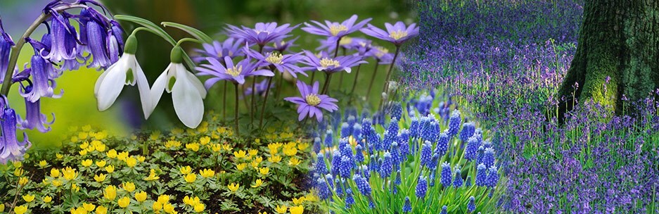 Naturalising bulb collection