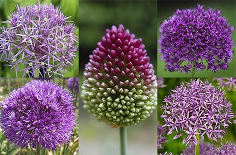 The shades of purple allium collection