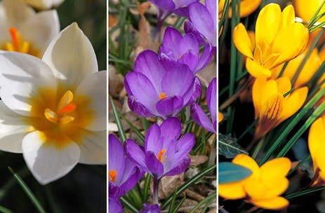 The spring-flowering crocus collection