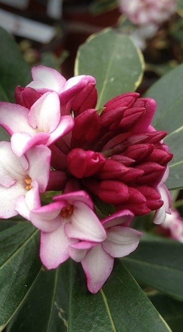 Daphnes