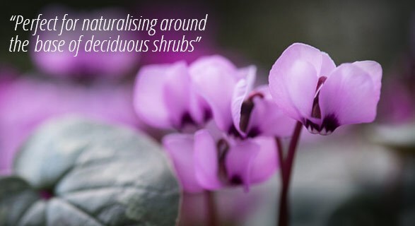 cyclamen