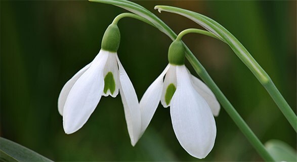 Snowdrops
