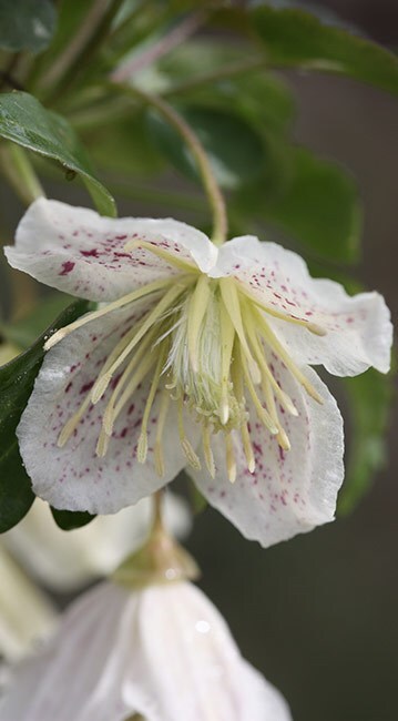 Clematis