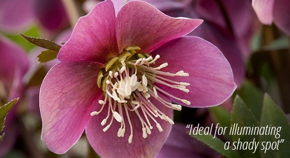 Hellebores