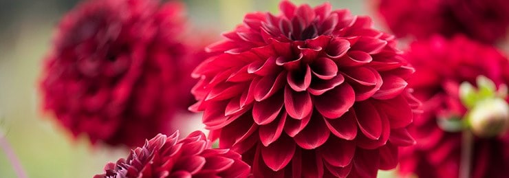 The up to 50% off bulb sale is now on