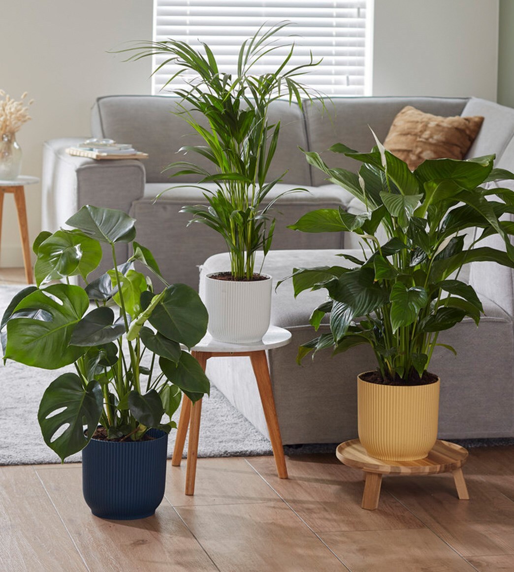 Inspiration - Indoor plant & pot combinations