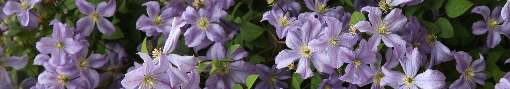 Article hero - Large-flowered clematis