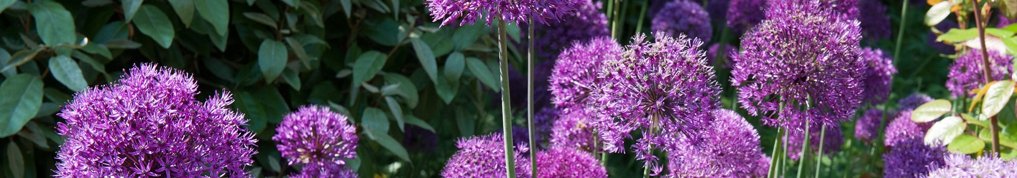 Article hero - Architectural alliums