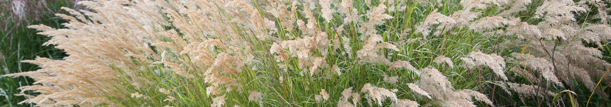 Article hero - Ornamental grasses