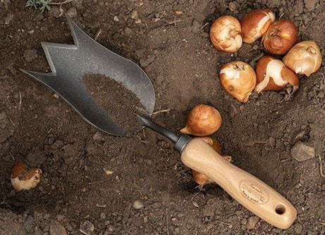 Buy bulbs for your garden