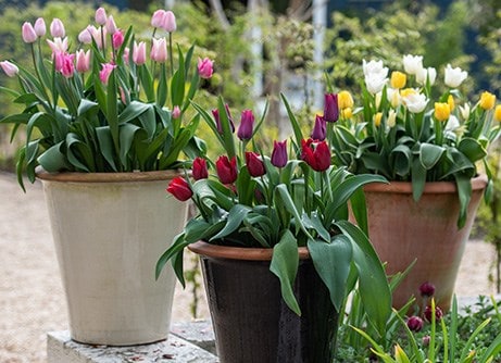 Buy bulbs for your garden