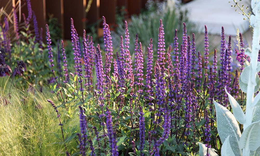 The Daily Telegraph Garden