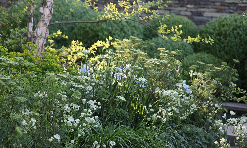 The Daily Telegraph Garden