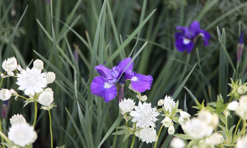 The Daily Telegraph Garden