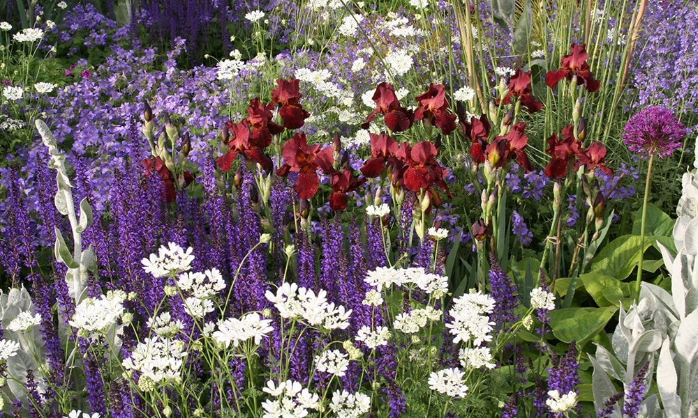 The Daily Telegraph Garden