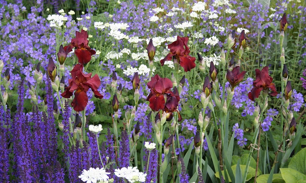 The Daily Telegraph Garden